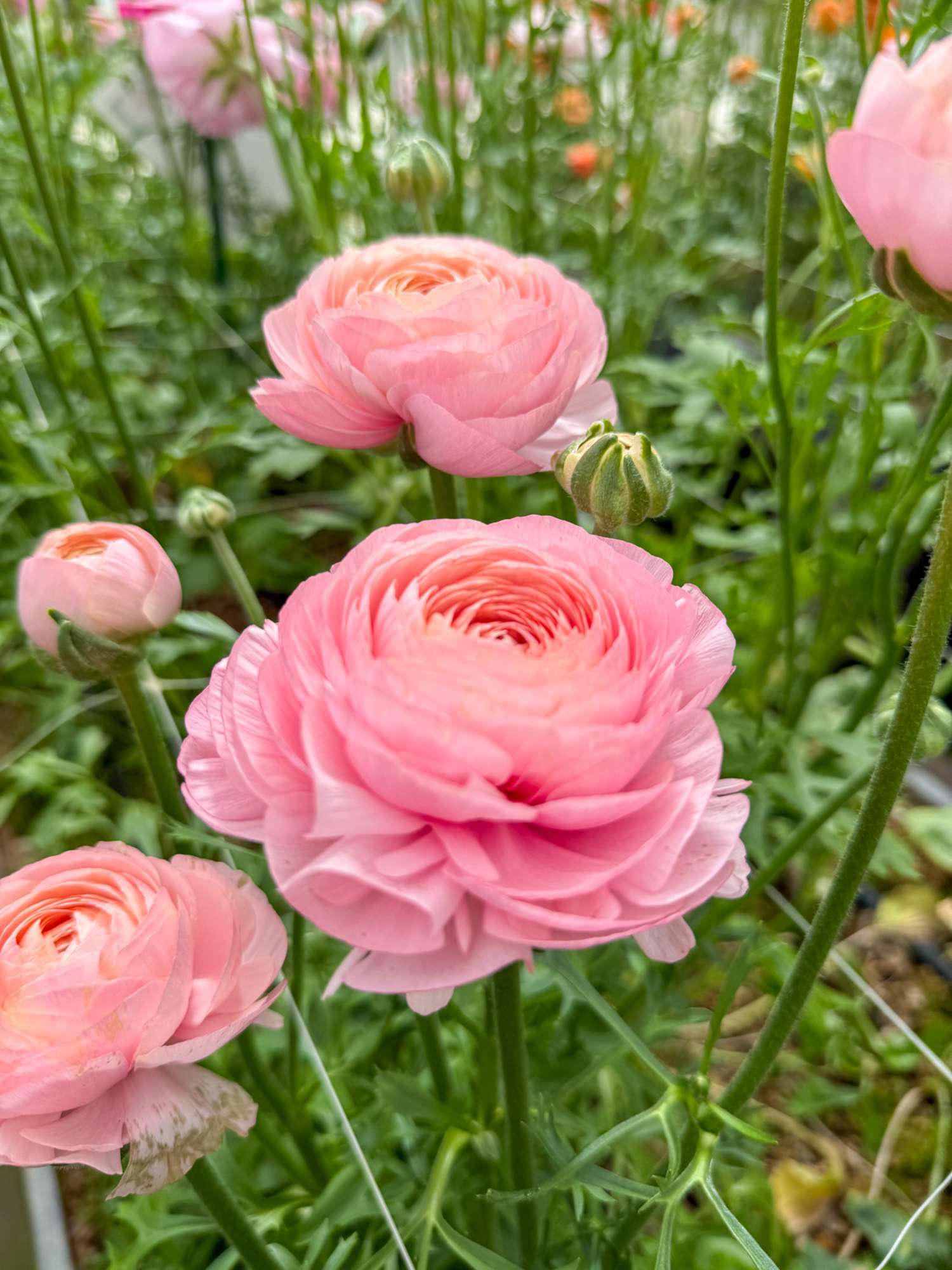 Leinikki Elegance® Rosa Chiaro
